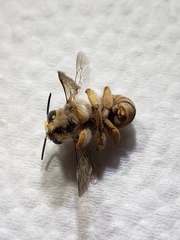 Heteranthidium