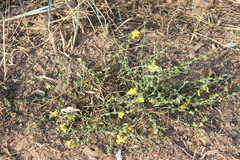 Verbascum pinnatifidum