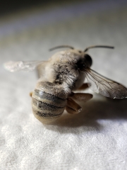 Heteranthidium