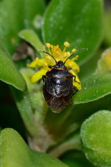 Antestiopsis cederwaldi