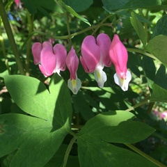 Lamprocapnos spectabilis