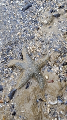 Evasterias troschelii