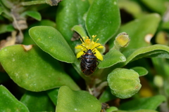 Antestiopsis cederwaldi