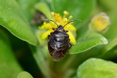 Antestiopsis cederwaldi