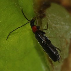 Rhagonycha excavata