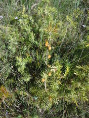 Juniperus macrocarpa