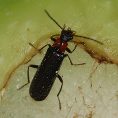 Rhagonycha excavata