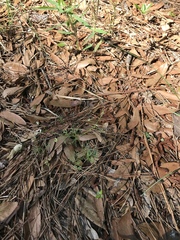 Spermolepis divaricata
