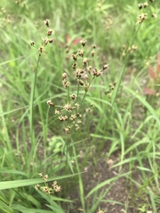 Fimbristylis puberula