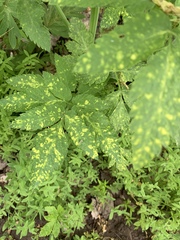 Osmorhiza occidentalis