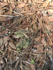 Spermolepis divaricata