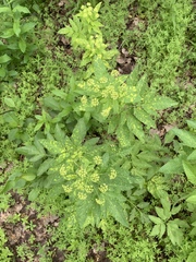 Osmorhiza occidentalis