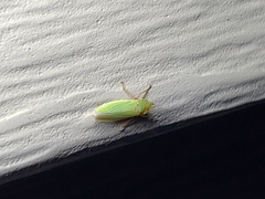 Draeculacephala balli