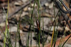 Ptilothrix deusta