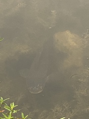 Channa aurolineata