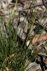 Ptilothrix deusta