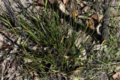 Ptilothrix deusta