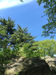 Reynoutria × bohemica