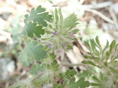 Phacelia cryptantha