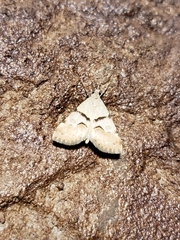 Hemeroplanis incusalis