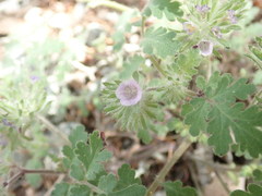 Phacelia cryptantha