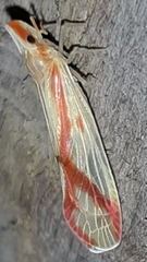 Otiocerus coquebertii