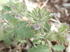 Phacelia cryptantha