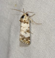 Pseudacontia crustaria