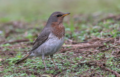 Turdus ruficollis