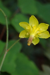 Vancouveria chrysantha