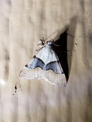 Hemeroplanis incusalis