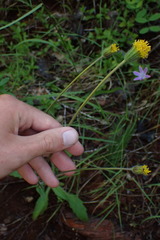 Arnica spathulata