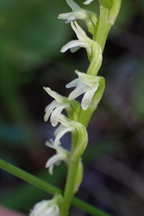 Platanthera ephemerantha