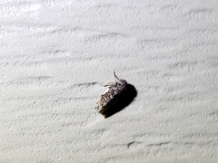 Xestocephalus tessellatus