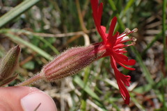 Silene serpentinicola