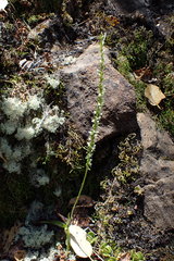 Platanthera ephemerantha