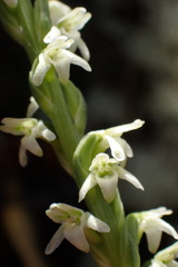 Platanthera ephemerantha