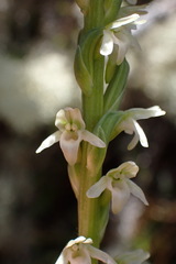 Platanthera ephemerantha