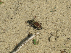 Cicindela lengi versuta