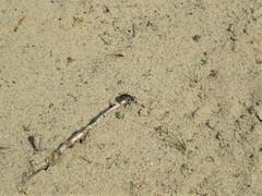 Cicindela lengi versuta