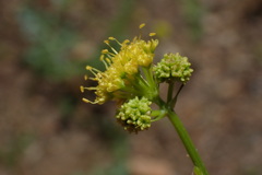 Sanicula peckiana