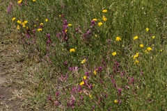 Castilleja ambigua humboldtiensis
