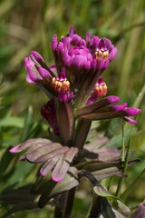 Castilleja ambigua humboldtiensis
