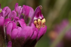 Castilleja ambigua humboldtiensis