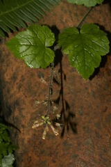 Tolmiea diplomenziesii