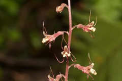 Tolmiea diplomenziesii