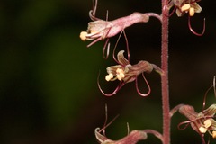 Tolmiea diplomenziesii