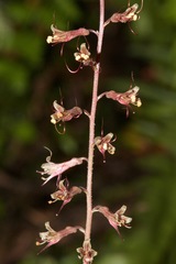 Tolmiea diplomenziesii