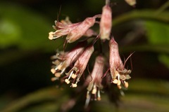 Tolmiea diplomenziesii