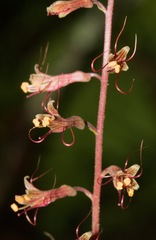 Tolmiea diplomenziesii